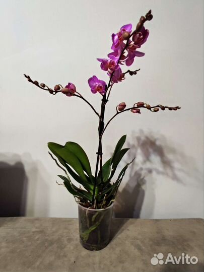Орхидея фаленопсис мультифлора