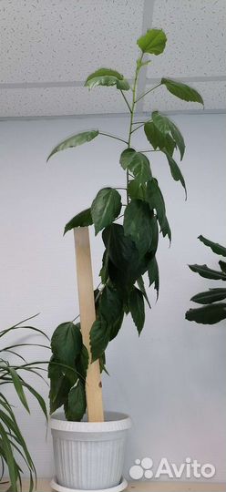 Гибискус китайская роза