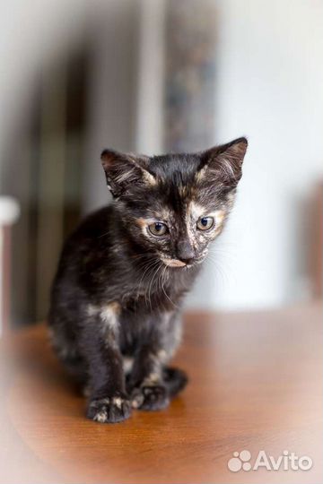 Кошка,котенок,2 месяца