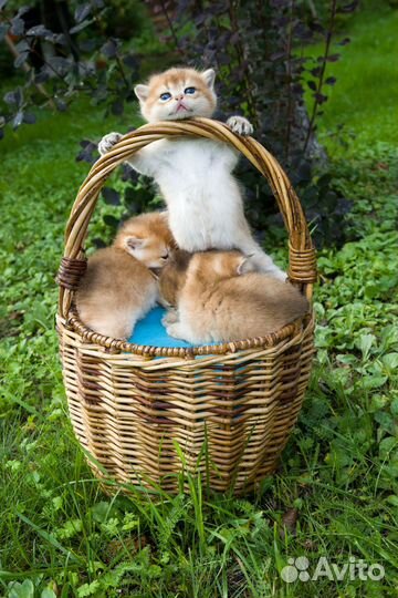 Корзинка золотых шиншилят