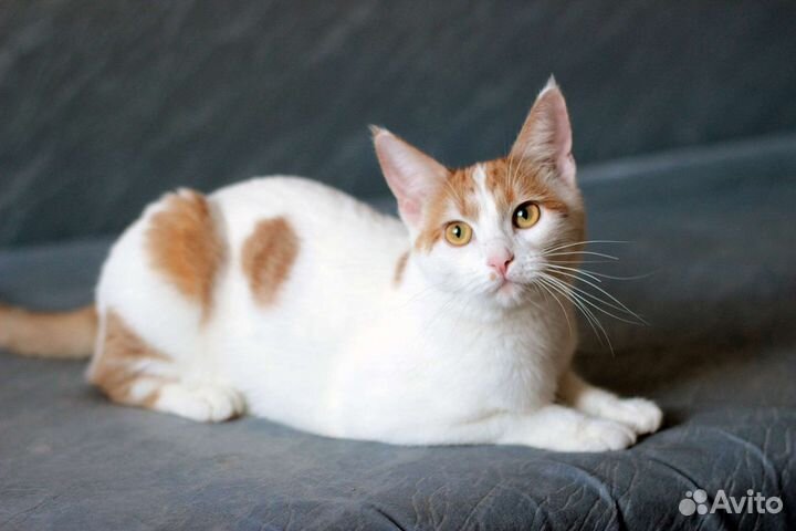 Котёнок, кошка, кот