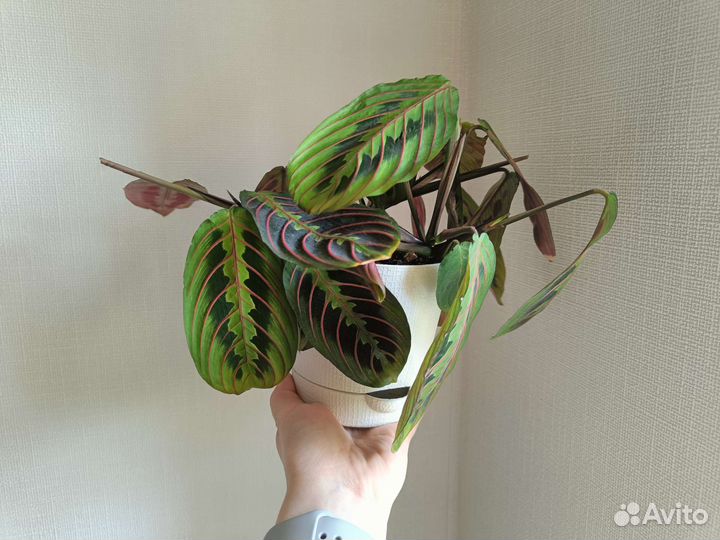 Маранта триколор