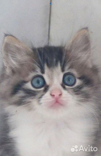 Котята - малыши 1,5 мес