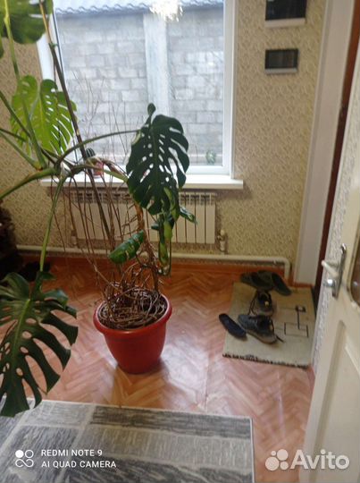 Толстянка монстр