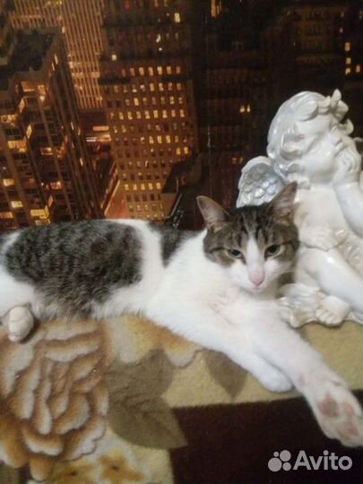 Котик Джони ищет дом