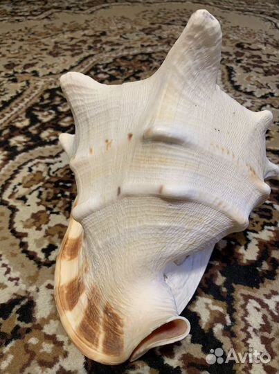 Ракушка, Раковина морская
