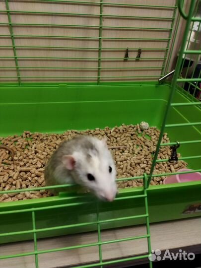 Клетка для грызунов большая