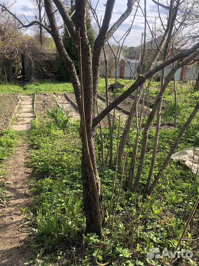 Пальма Сумах