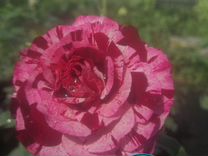 Саженцы роз каталог на осень(питомник)