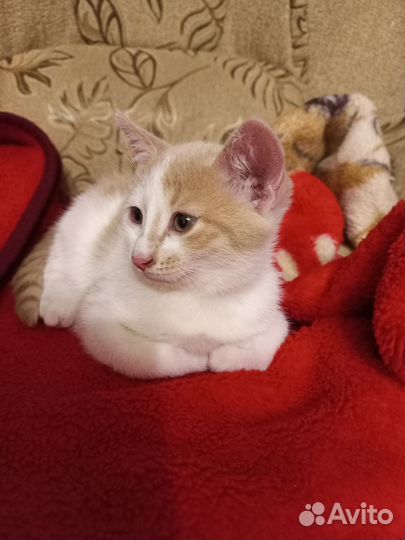 Кошка в дар бесплатно