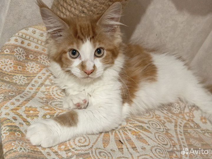 Котята мейн-кун