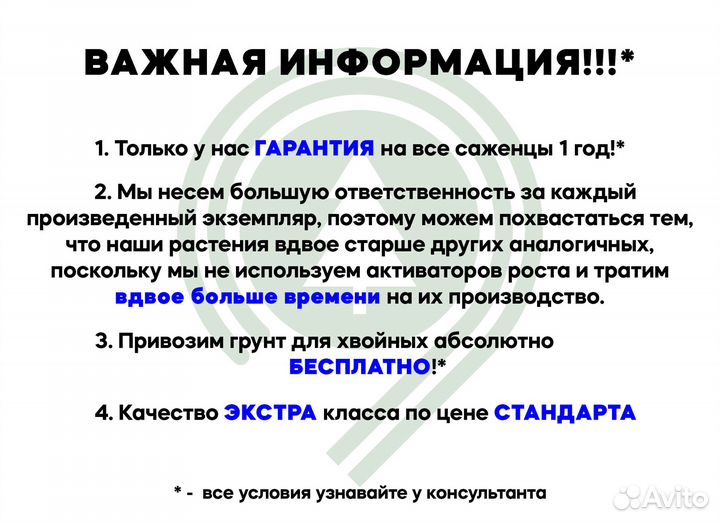 Туя Колумна крупномер из своего питомника