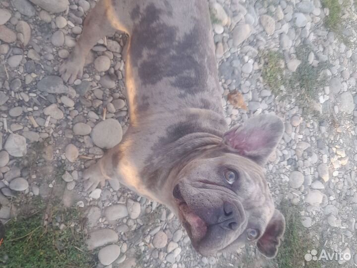 Вязка кобель француз