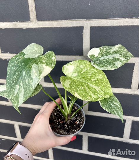 Монстера Легаси (monstera Legacy)