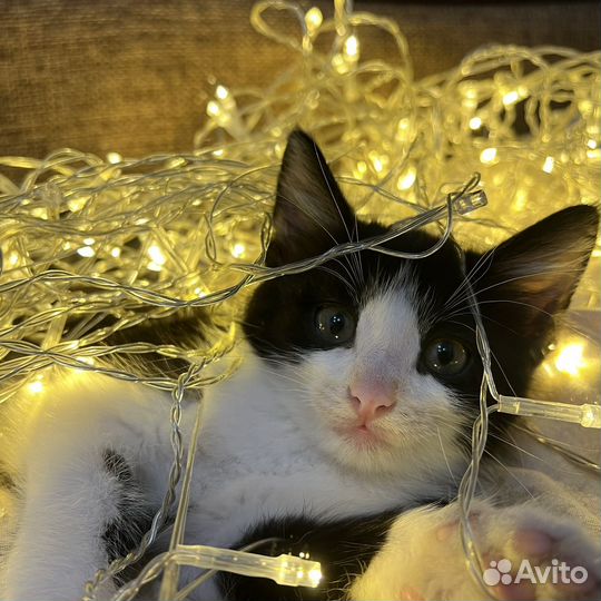 Отдам кота в добрые руки