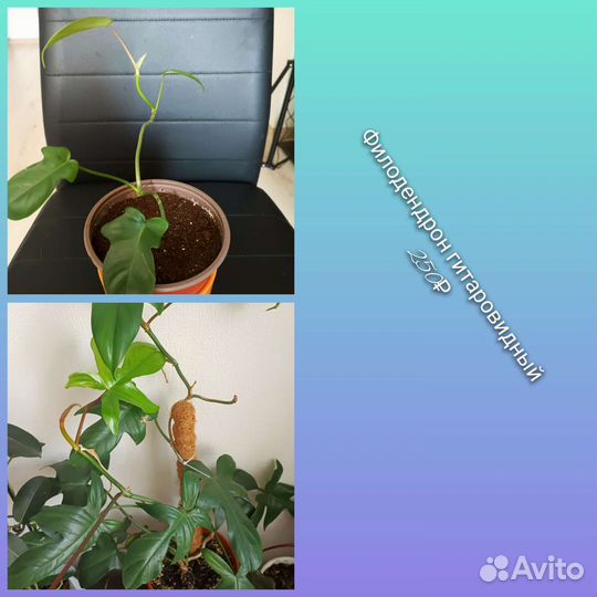 Банан Tropicana