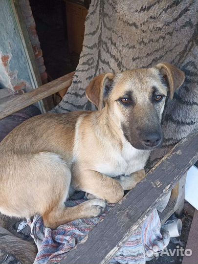 Собака в добрые руки, щенок отдам бесплатно