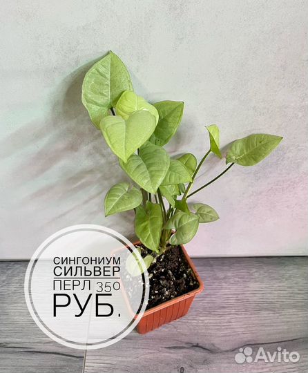 Комнатные растения