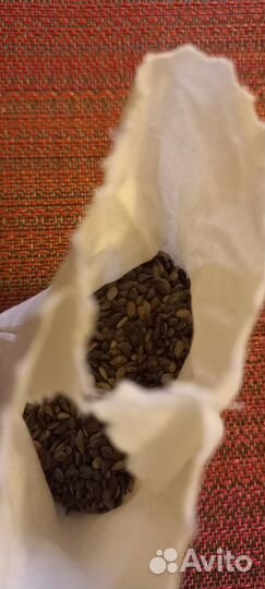 Семена сосны