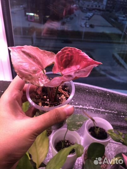 Сингониум клубничный лед galaxy