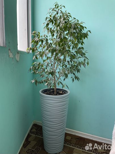 Фикус Бенджамина