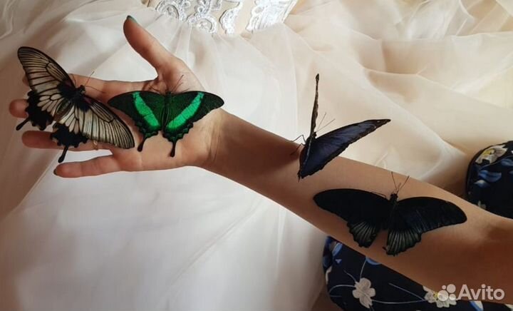 В наличии тропические бабочки Красноярск