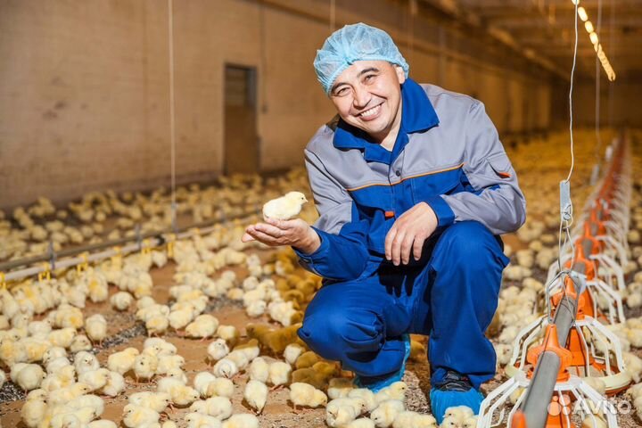 Птицевод мужчины и женщины без опыта