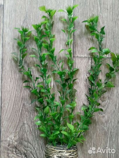 Аквариумные растения