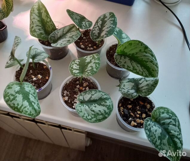 Сциндапсус Пиктус Треби