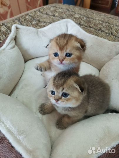 Шотландские котята
