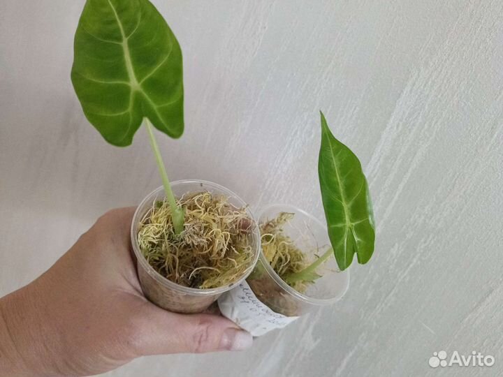 Детка Зебрина,Мишольца.Каразон