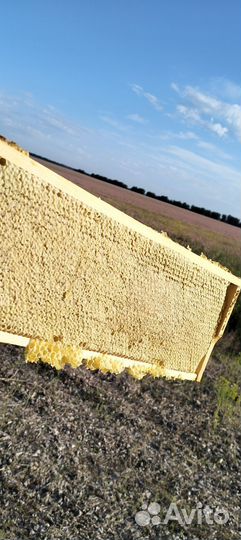 Мед эспарцет