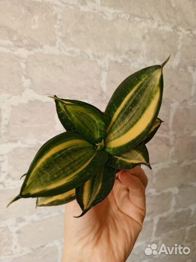 Сансевиерия