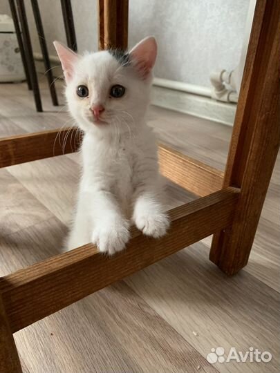 Котенок котик