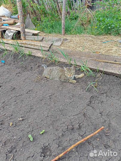 Котик 4 месяца