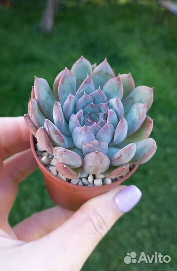 Суккуленты в Серпухове почтой по РФ (часть 6)