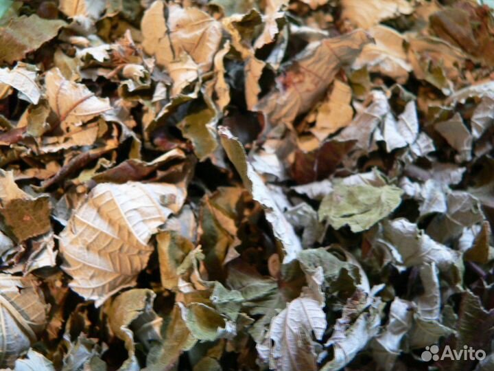 Травы цветы листья сушёные собранные в поле и лесу