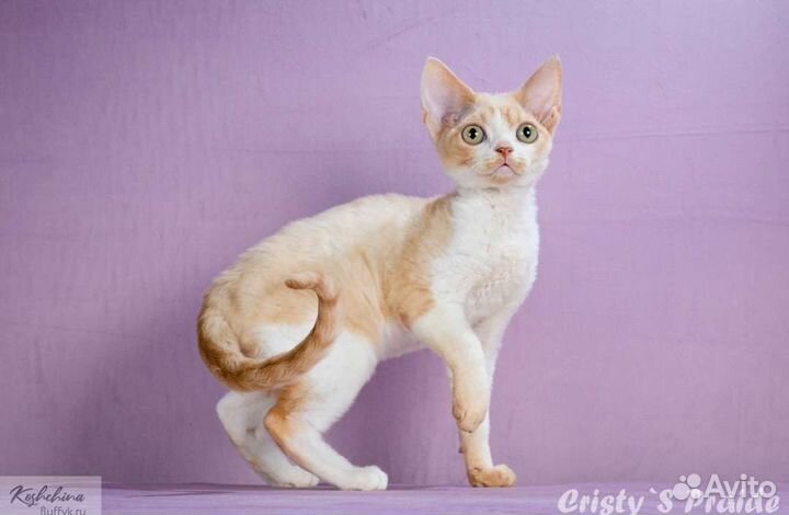 Котята девон-рекс