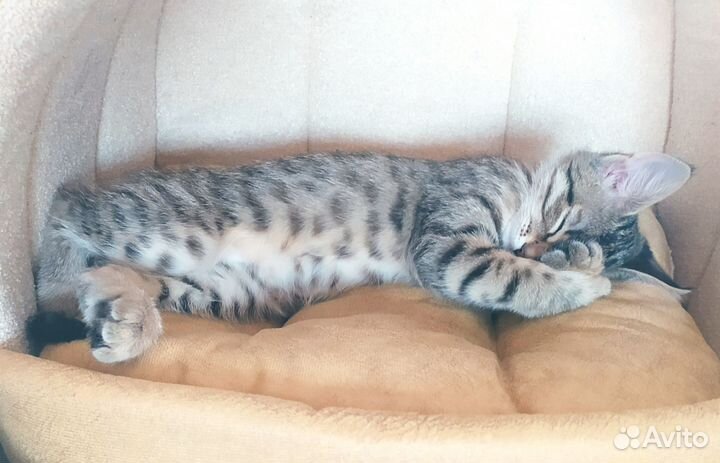 Кошечки в добрые руки