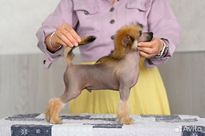 Китайская хохлатая голая кобель