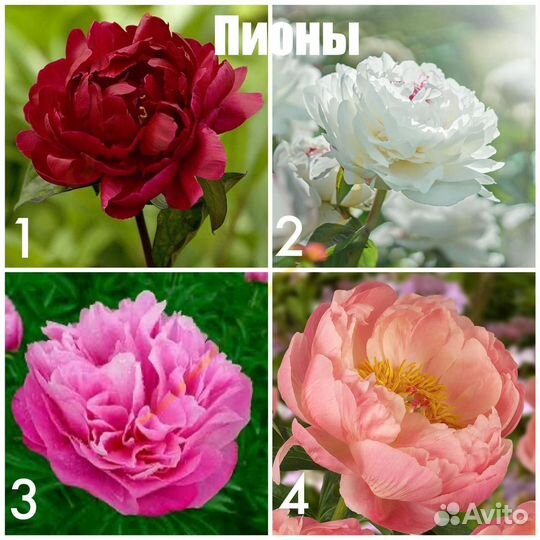 Кустарники и многолетние цветы