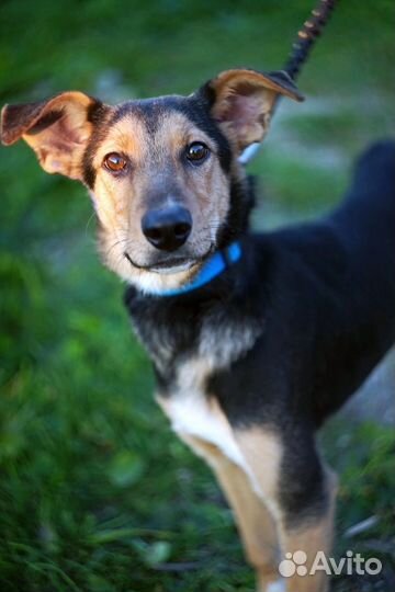 Собака в добрые руки