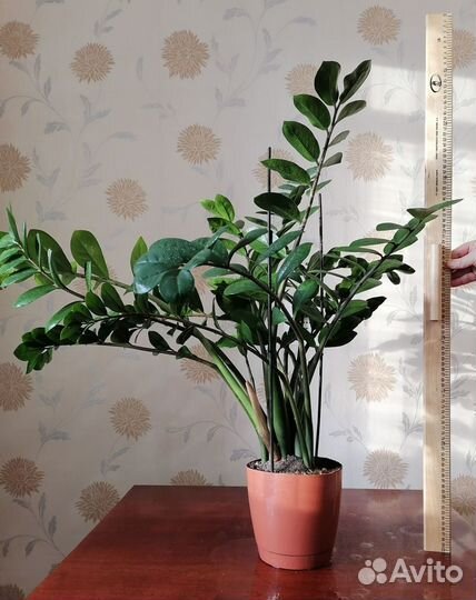 Замиокулькас