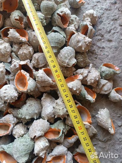 Морские ракушки раковины