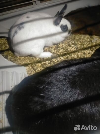 Декоративные кролики вислоухие