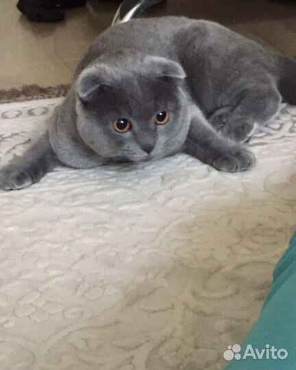 Британский вислоухий кот