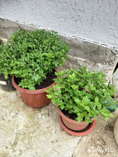 Хризантемы мультифлора