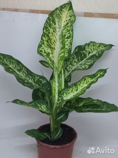 Диффенбахия везувий