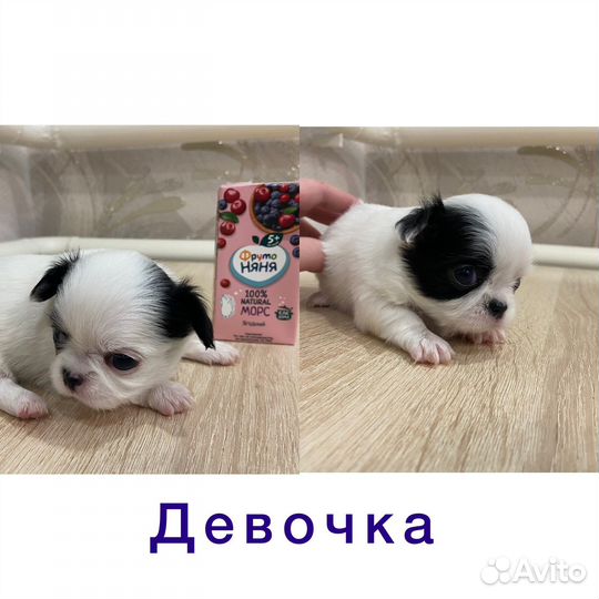 Щенки чихуахуа мини