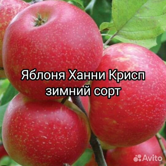 Саженцы Яблони